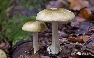 吃瓜爆料黑料蘑菇视频,蘑菇视频背后的黑料风云