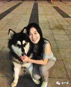 明星网红狗,明星宠物的魅力瞬间