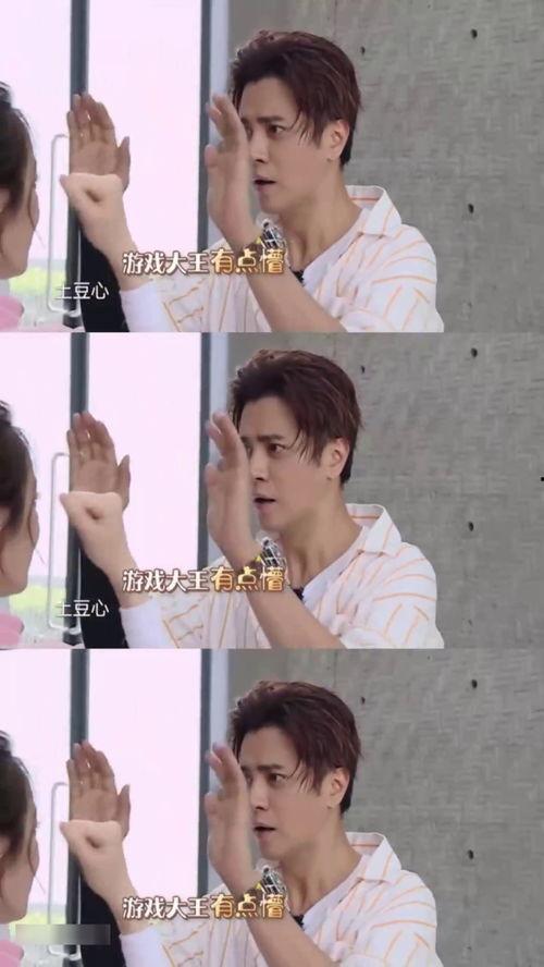 小猪明星网红,萌宠界的流量担当