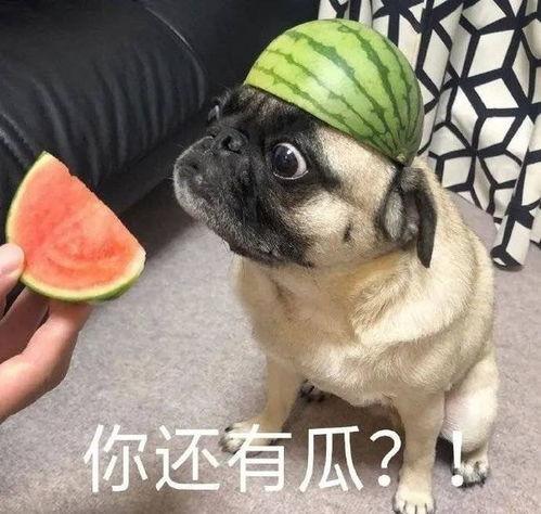 爆料吃瓜图片表情包大全,吃瓜群众必备！海量爆料图片表情包大盘点