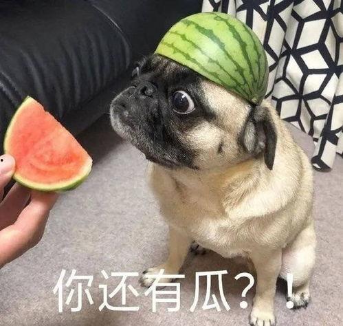 最新吃瓜爆料图片表情包,揭秘最新吃瓜爆料表情包背后的故事