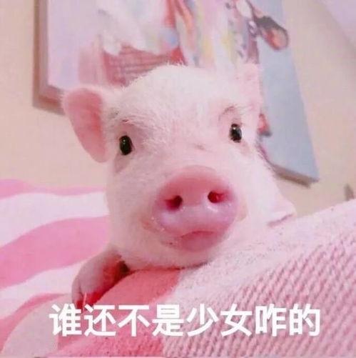 吃瓜爆料小猪图片表情包,小猪表情包萌动来袭！
