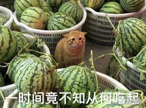 爆料吃瓜是什么意思,网络热词背后的文化现象