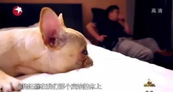 明星网红养猫,明星网红与他们的萌宠猫咪日常