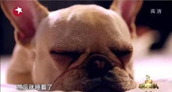 明星网红养猫,明星网红与他们的萌宠猫咪日常
