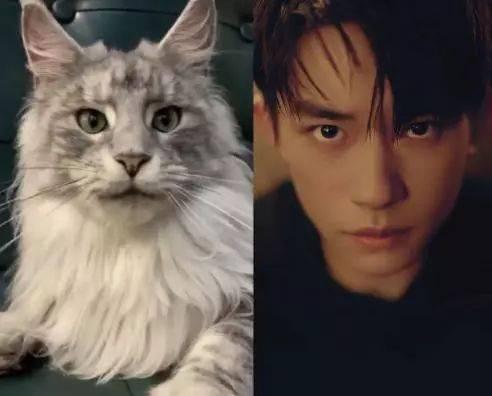 明星网红养猫,明星网红与他们的萌宠猫咪日常