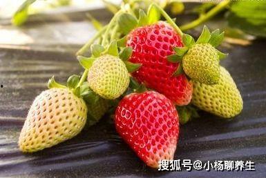 仙仙小草莓吃瓜爆料,娱乐圈惊天大瓜，真相即将揭晓！