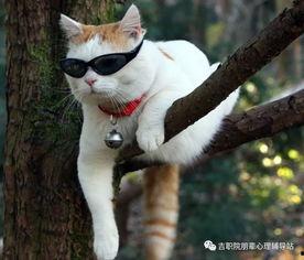 吃瓜爆料谭竹胖猫,揭秘娱乐圈的“吃瓜”风云