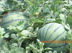 山东临沂吃瓜爆料视频,揭秘当地奇闻轶事