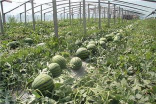 临朐吃瓜最新事件爆料,揭秘背后惊人真相