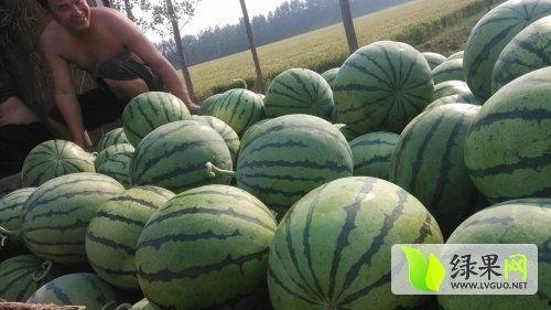 沛县吃瓜最新事件爆料,揭秘背后真相与争议