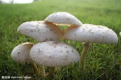 蘑菇爆料官方网吃瓜,揭秘娱乐圈最新吃瓜大事件