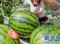 更多网红吃瓜爆料视频