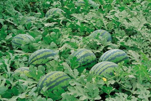 吃瓜群爆料大棚视频大全