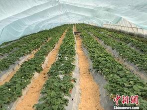 吃瓜群爆料大棚视频大全