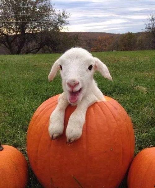 最新吃瓜爆料小羊图片高清,高清图片背后的趣味故事