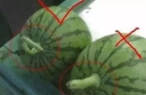 吃瓜的爆料有哪些名字,吃瓜爆料，明星名字大揭秘